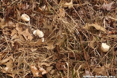 Scolopax minor (American Woodcock) by Andrew Hoffman is licensed under CC BY-NC-ND 2.0.